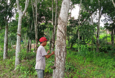 Cuaca Panas di Mesuji, Produksi Getah Karet Menurun 