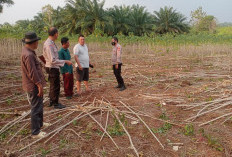 Sedih, Besok Hendak Dipanen Petani di Abung Pekurun Kehilangan Tanaman Singkong 2 Ton Karena Dicuri