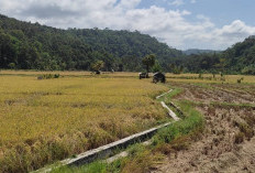 Masuk Musim Panen, Harga Beras Masih Stabil 