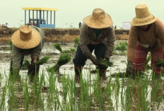 Pemutihan Utang untuk Petani dan Nelayan Dilakukan Secara Selektif