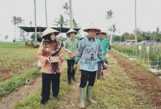 Pemkab Pringsewu Genjot Produksi Cabai Merah