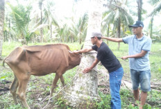  Cegah PMK, 25 Sapi di Pesbar Telah Divaksin 