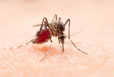  Waspada Chikungunya!
