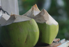 Apakah Air Kelapa Dapat Membantu Mengatasi Keracunan Makanan? Ini Penjelasannya