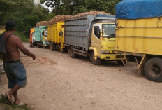 Petani Singkong Minta Pemerintah Turun Tangan