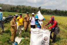 Panen Perdana Musim Gadu di Kecamatan Simpang Pematang Mesuji Dimulai