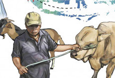 Idul Adha, Presiden Hadiahkan 16 Sapi Jumbo untuk Lampung