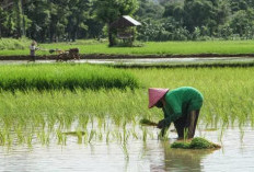  Pertanian Maju, Industri Ikut Maju 