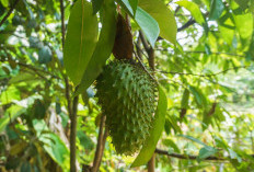 Ini 8 Manfaat Daun Sirsak, Bisa Hancurkan Sel Kanker Hingga Kontrol Gula Darah