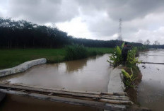 Petani di Mesuji Klaim Asuransi 170 Hektare Sawah