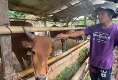 Lulusan S2 Pilih Ternak Kambing di Kampung, Raup Untung Ratusan Juta 