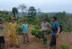 Kawanan Gajah Liar Rusak Gubuk Petani di Tanggamus