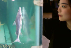 Piraiba Filamentosum, Ikan Sultan Spesies Lele Terbesar di Dunia