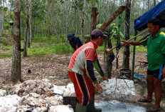 Petani Semringah, Harga Getah Karet dan Sawit Naik