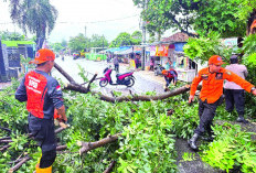 Banjir dan Pohon Tumbang Warnai Bandarlampung