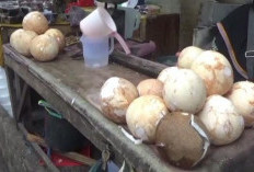 Kelapa Langka Jelang Ramadan Harga Santan di Bandar Lampung Naik 