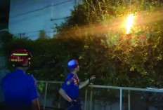 Sarang Tawon Paling Banyak Dilaporkan