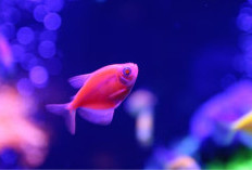 Glofish: Ikan Neon yang Mewarnai Tren Akuarium Modern