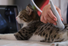 Ini 7 Cara Ampuh Mencegah Kucing Keguguran, Nomor 5 Bisa Buat Kamu Galau