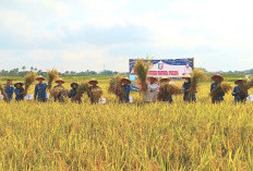 Beras Surplus, Pringsewu Turut Kontribusi Capai Swasembada Pangan 