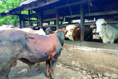 Hadapi Nataru, Utamakan Kebutuhan Daging Sapi di Lampung 