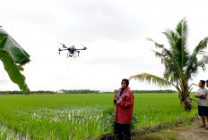 Lebih Efisien! Petani di Mesuji Lampung Pakai Drone Siram Pupuk di Sawahnya, 1 Hektare Hanya 11 Menit 