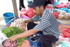 Harga Tomat di Mesuji Belum Turun 