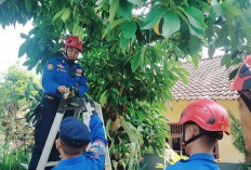 Dinas Damkar Bandar Lampung Evakuasi Ular Sanca dan Buaya Muara dari Pemukiman Warga