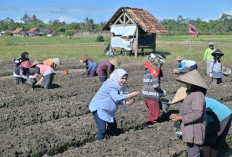 Nanda Indira Kunjungi Petani Bawang di Sukadadi, Dorong Pertanian Berkelanjutan