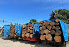 Kemenhut Cabut 22 Izin Perusahaan Pemanfaatan Hutan 