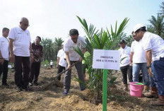 PTPN IV Galakkan Peremajaan Kebun Sawit