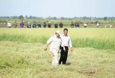 Percepat Swasembada, Presiden Prabowo Tinjau Sentra Pangan di Merauke 