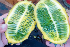 Mengenal Kiwano, Melon ”Bertanduk” Asal Afrika