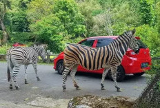  Rayakan HUT Ke-80 RI, Taman Safari Bogor Gelar Parade Satwa