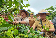 Gubernur Arinal Panen Kopi Arabika