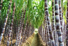   Harga Singkong Anjlok Petani di Tubaba Beralih Tanam Tebu hingga Buah 