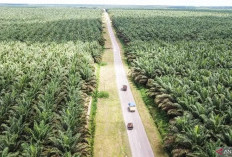   Pemerintah Diminta Buat Satu Peta Kehutanan