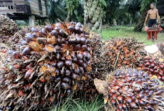  Tindak Tegas 436 Perusahaan yang Punya  Kebun Sawit di Kawasan Hutan!