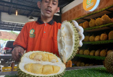 Ngiler Banget! Yuk Nikmati Durian Black Thorn Hingga Musang King di Saburai Durian and Resto