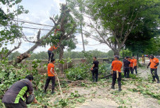 Dua Pohon Tumbang Tutup Jalan Sultan Agung, Arus Lalu Lintas Dialihkan Sementara