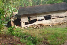 Kawanan Gajah Rusak Satu Rumah di BNS 