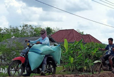 Pemkab Mesuji Tunggu Instruksi Pusat Terkait Penghapusan Piutang Macet UMKM Sektor Pertanian