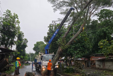 Gerak Cepat PLN Atasi Cuaca Ekstrem, Tiga Jam Pulihkan Kelistrikan 29 Ribu Pelanggan di Lampung 