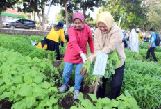 Unila Panen Raya Sayuran 