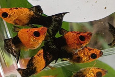 Berawal dari Hobi, Julian Kini Raup Cuan Dari Ekspor Ikan Guppy 