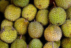 Ini 5 Mitos Durian, Nomor 3 Banyak yang Tak Menyangka