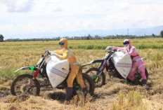  Ombudsman Nilai Kenaikan Harga Gabah  Belum Tentu Bikin Petani Untung