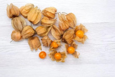  Manfaat Buah Ciplukan untuk Kesehatan 