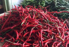  Harga Cabai dan Kelapa Turun 