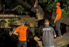 Pohon Trembesi Berumur 20 Tahun Tumbang